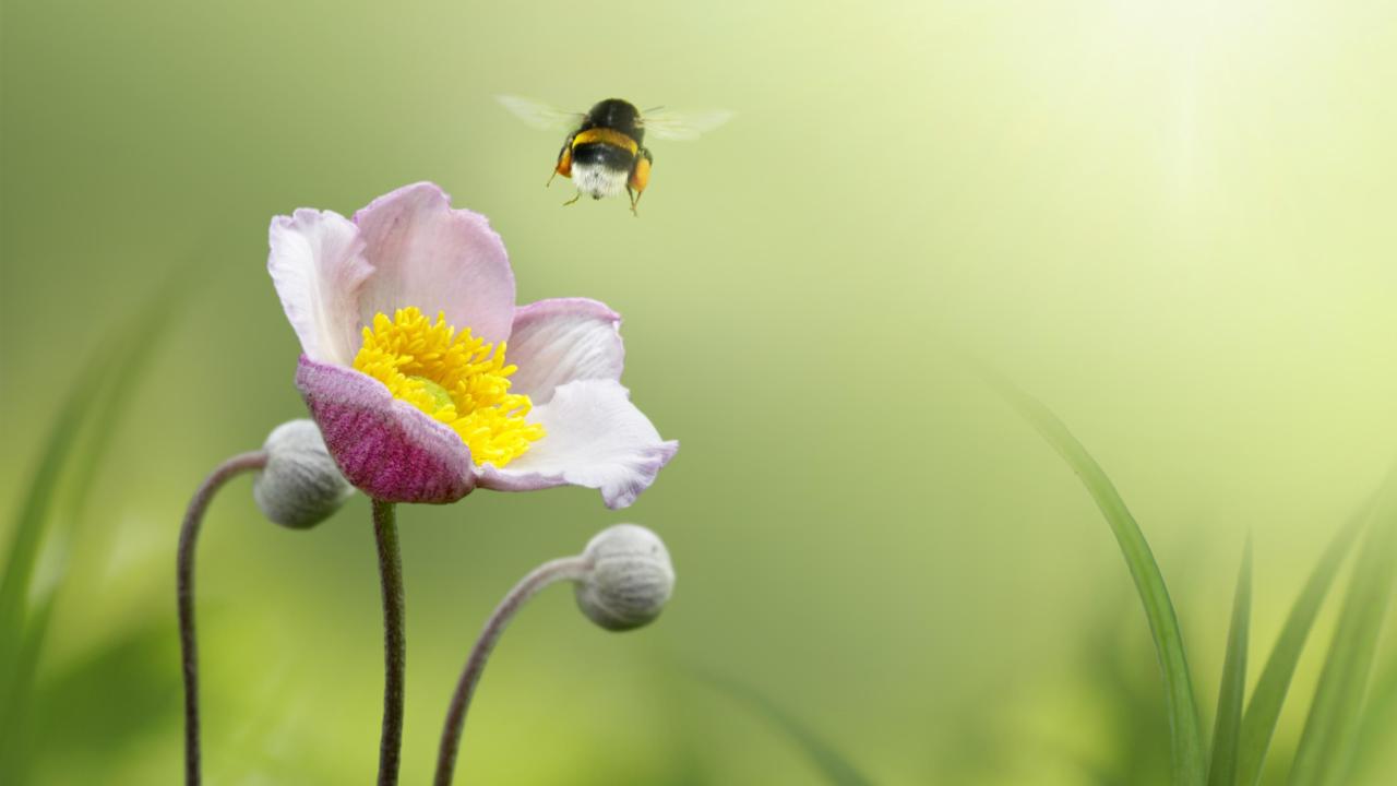 Hoe tel je de bijen?