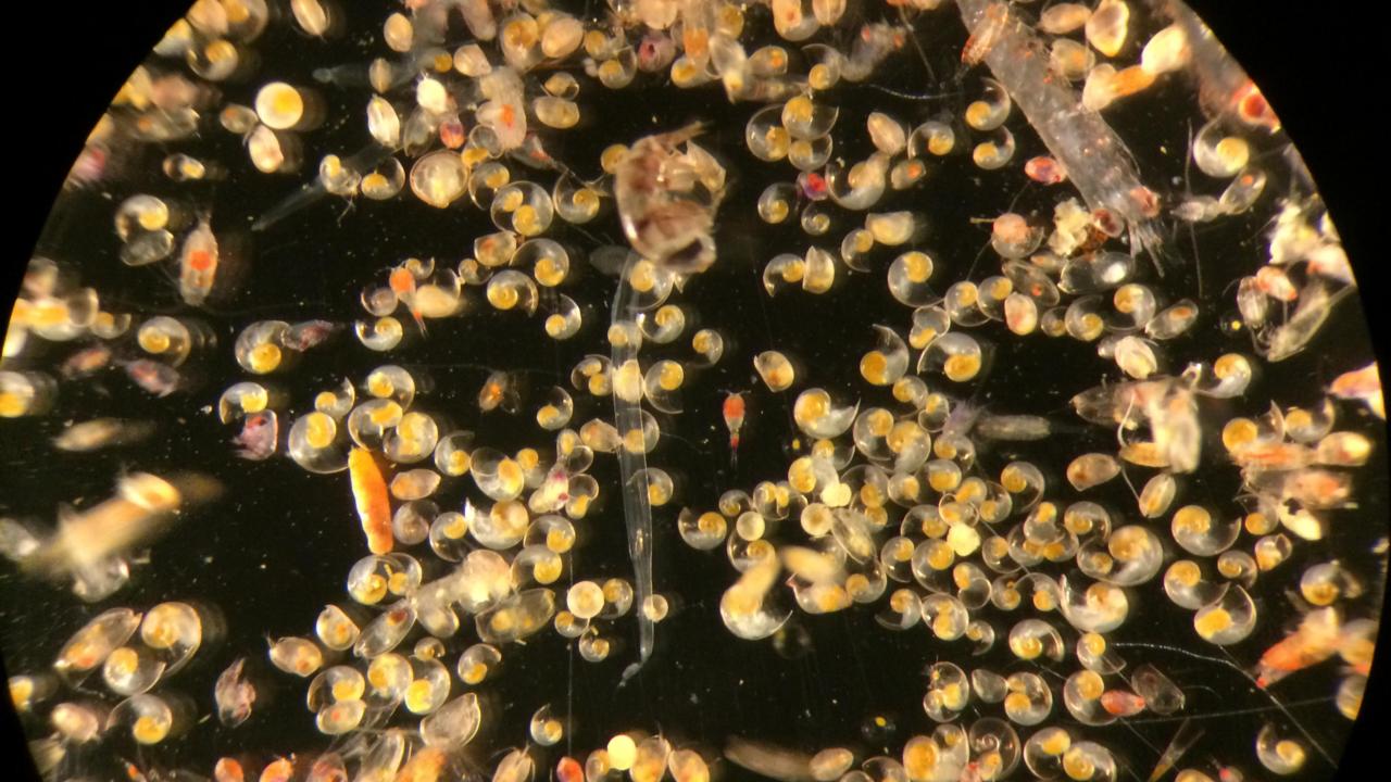 A plankton sample fresh from the Pacific Ocean