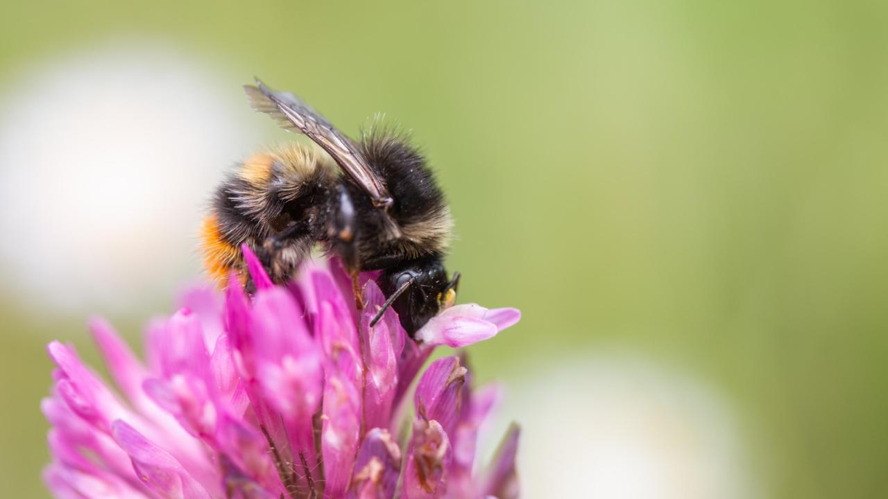 Bombus ruderarius