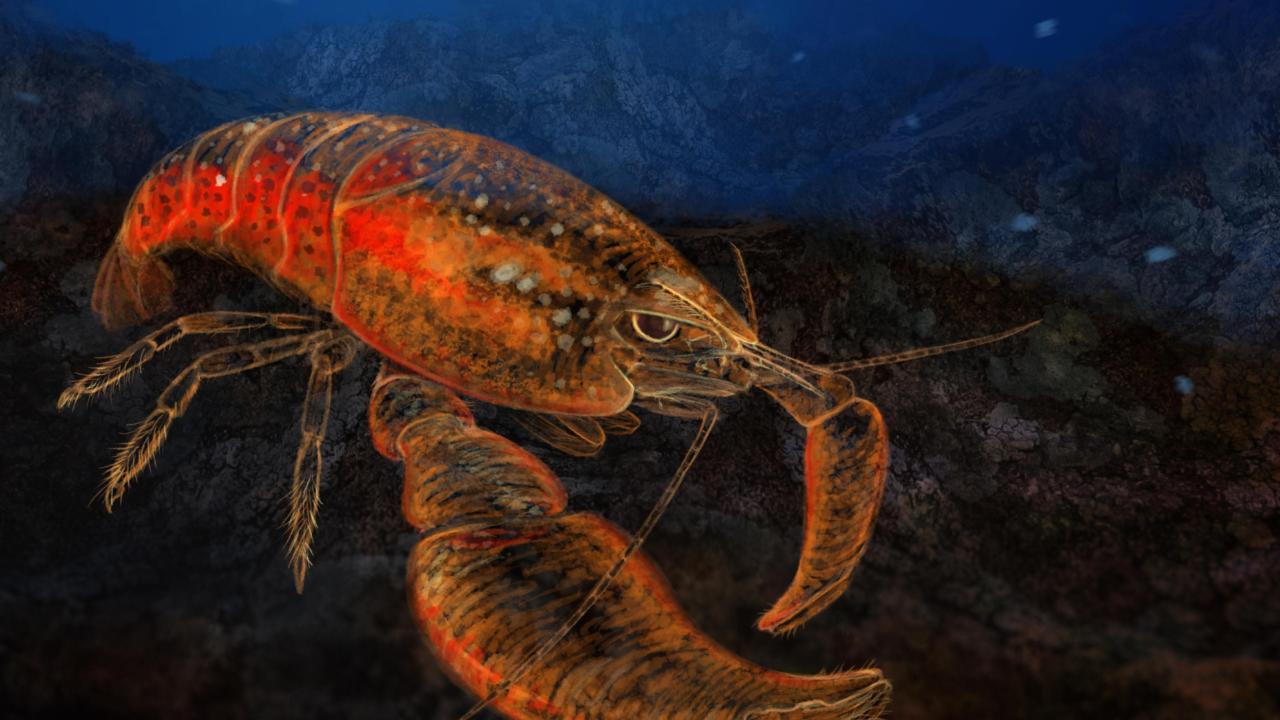 Odontonia bagginsi De Gier & Fransen 2018