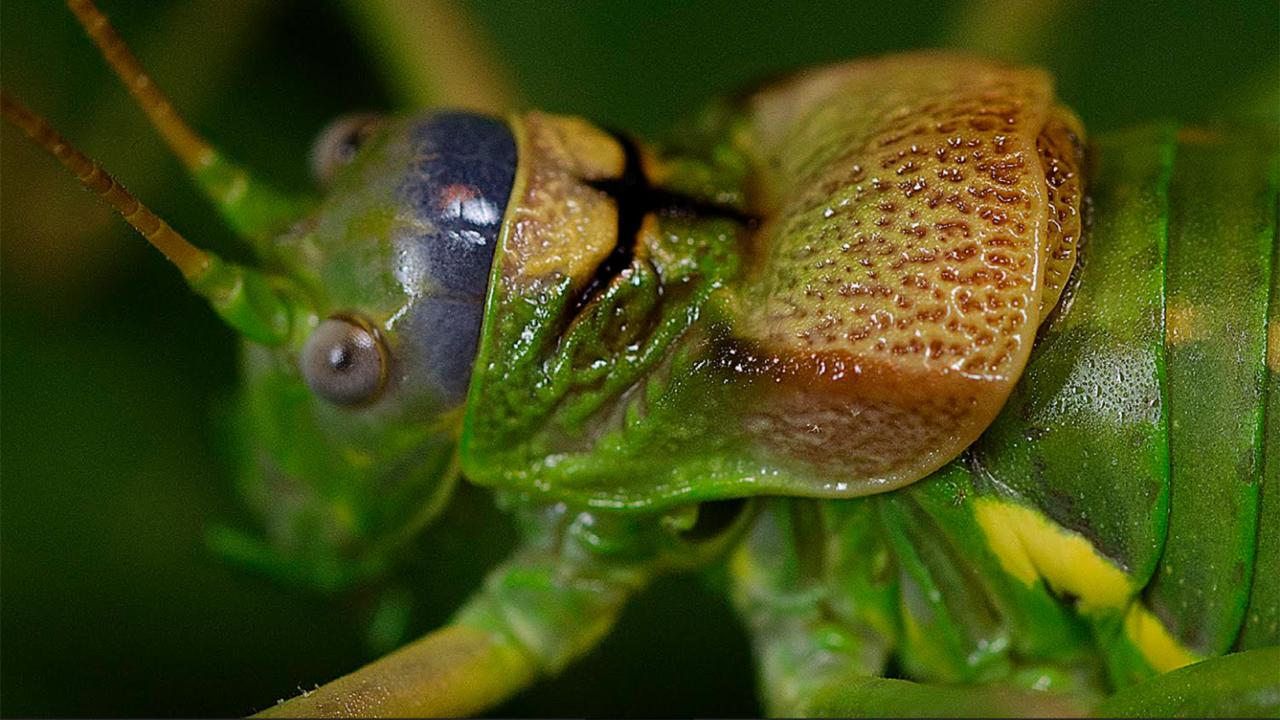 LlamasdeOlo_reared_specimen11