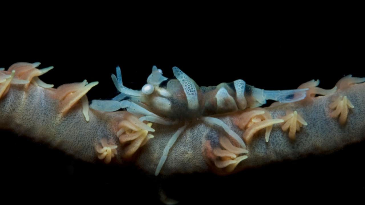 MAL03 032_Dasycaris zanzibarica on Stichopathes