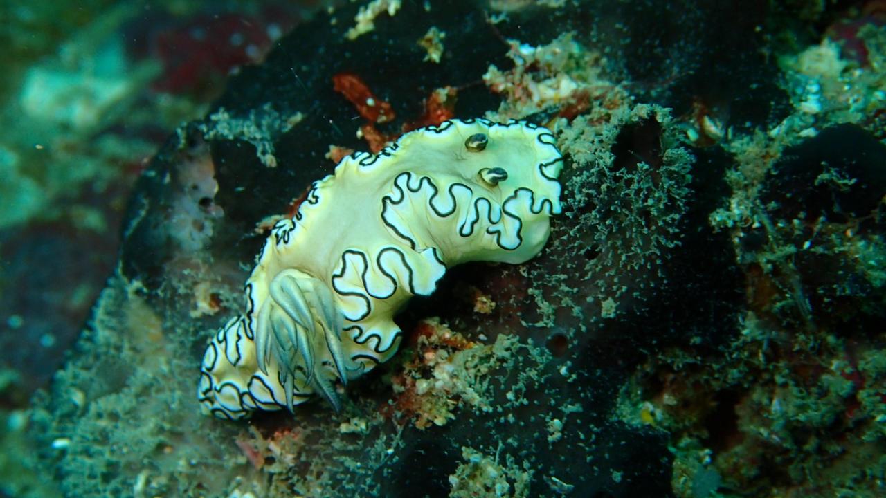 Naaktslak Doriprismatica atromarginata. eet van spons