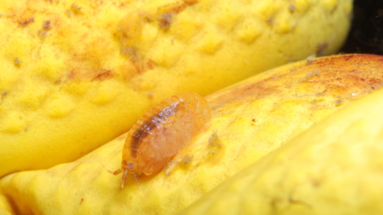 RAJ.43_031207_DSC_1011_Amphipoda_ascidian