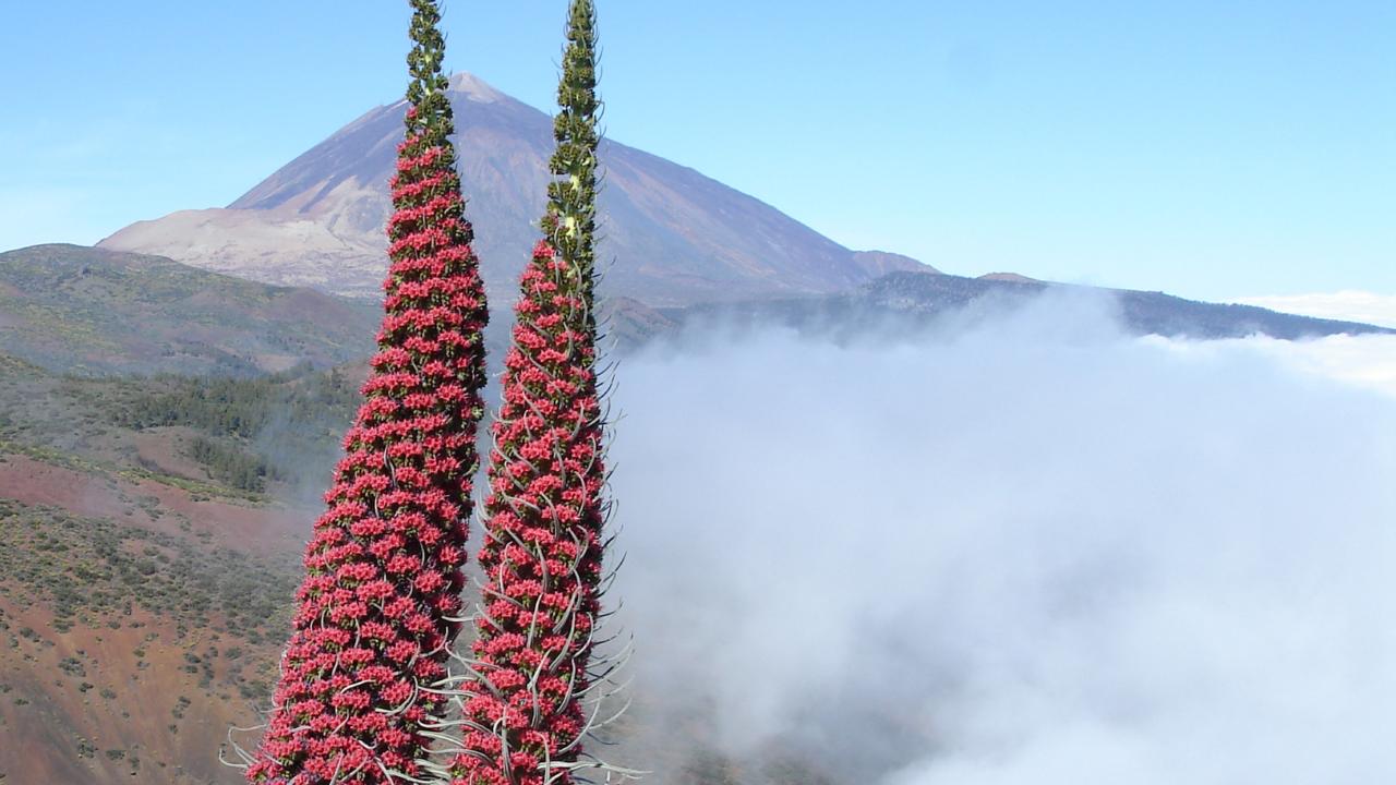 Teide Echium wildprettii