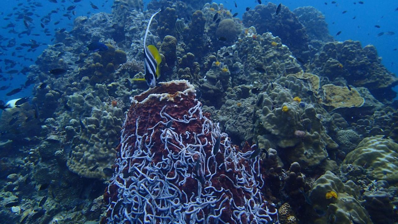 zeekomkommers lijken te eten van het afval van reuzebekerspons