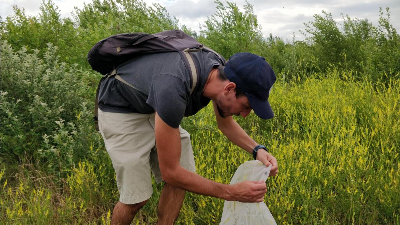 Bijen vangen in Limburg