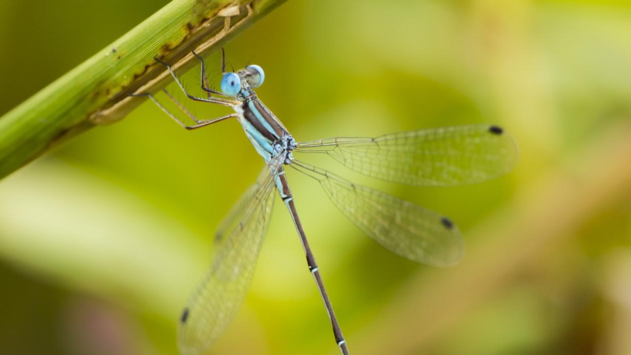 Lestes tenuatus
