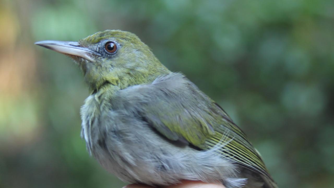 Zosterops inornatus (Olivier Hebert)