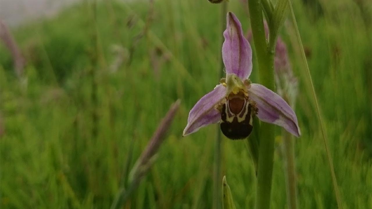 Bijenorchis