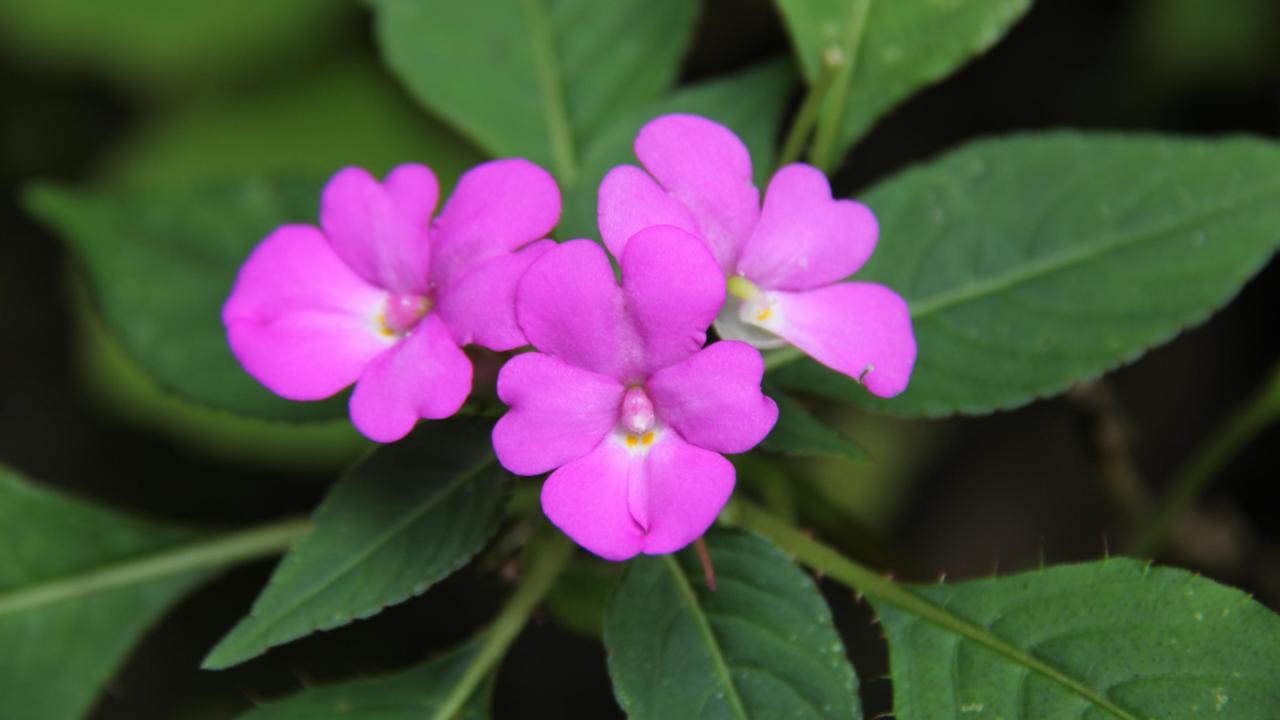 impatiens