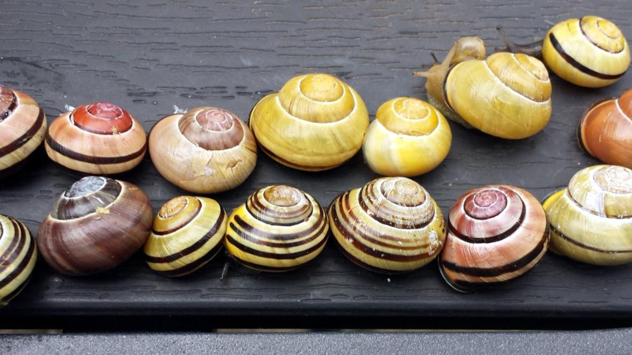 Cepaea nemoralis in different shapes and colours