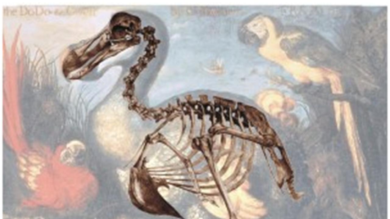 Dodo reconstructie