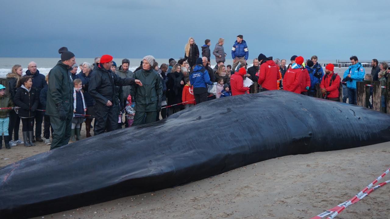 Walvisteam Naturalis