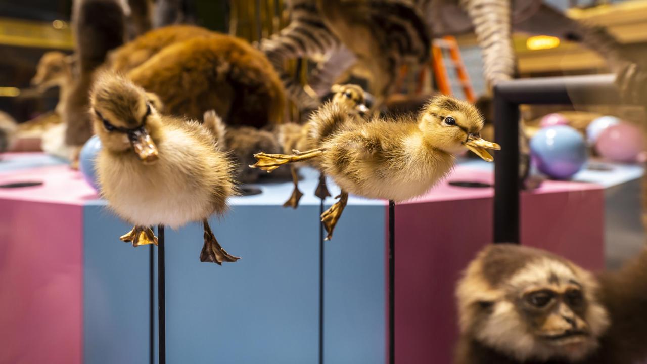 De verleiding in Naturalis