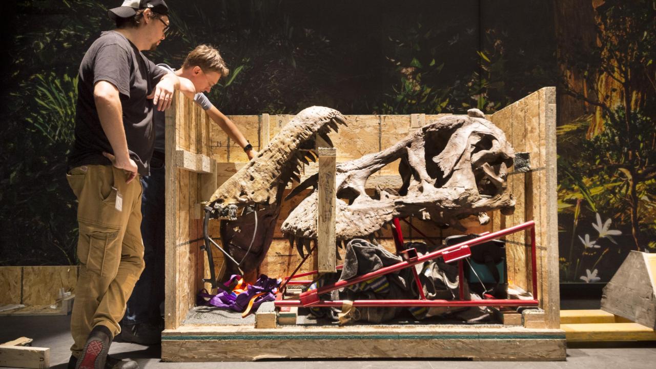 Kop van T. rex Trix in kist