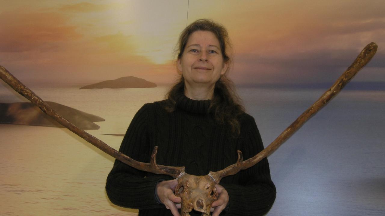 Skull of a Pleistocene dwarf deer