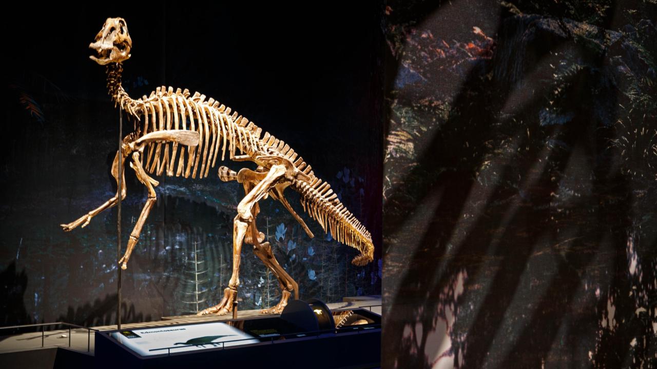 Gallery Dinosaur age