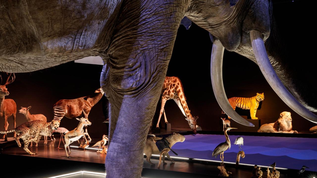 Zaal Leven Dieren Olifant