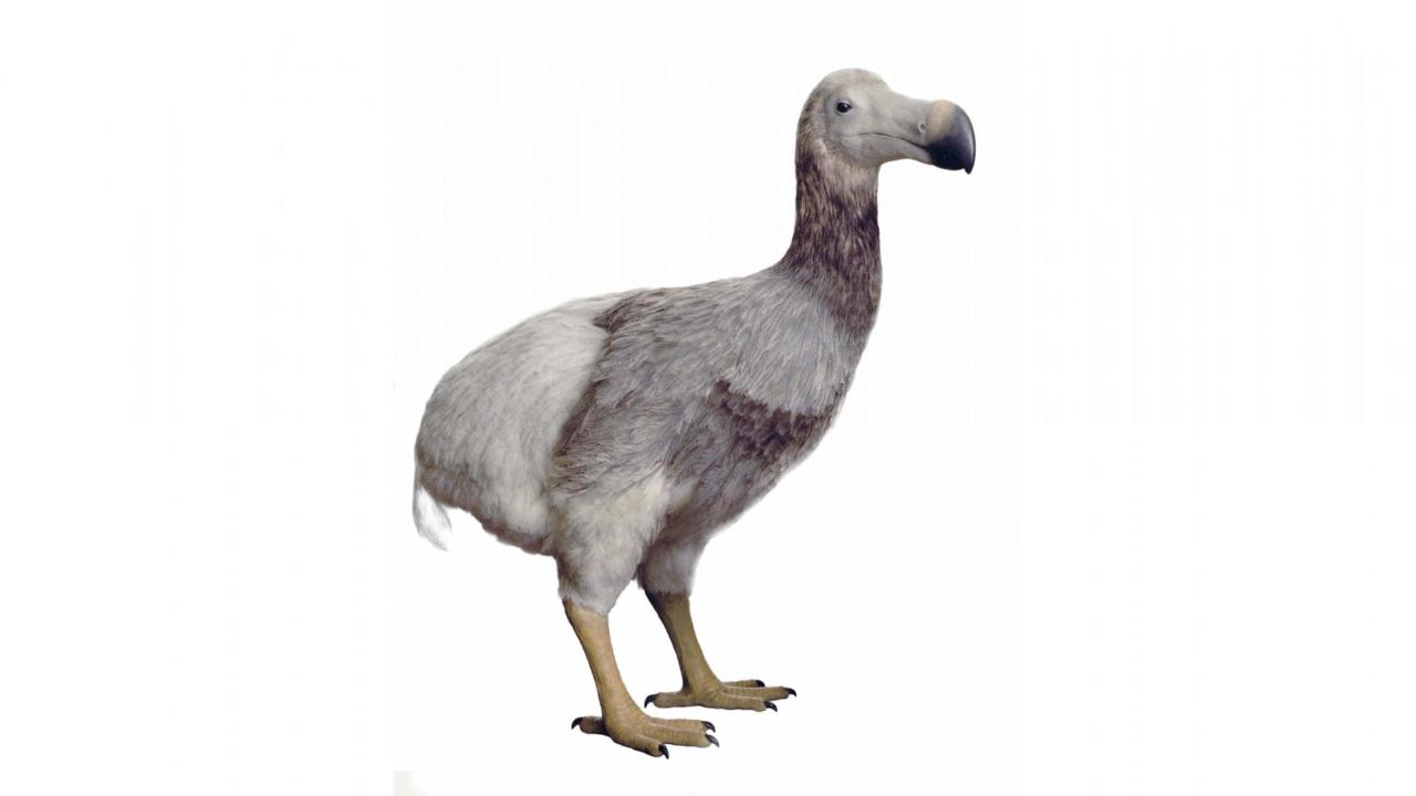 Dodo model