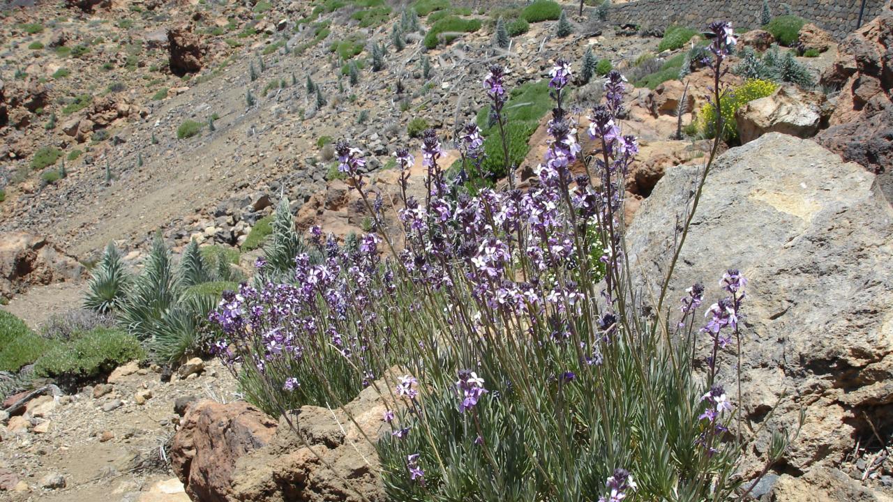 Erysimum scoparium