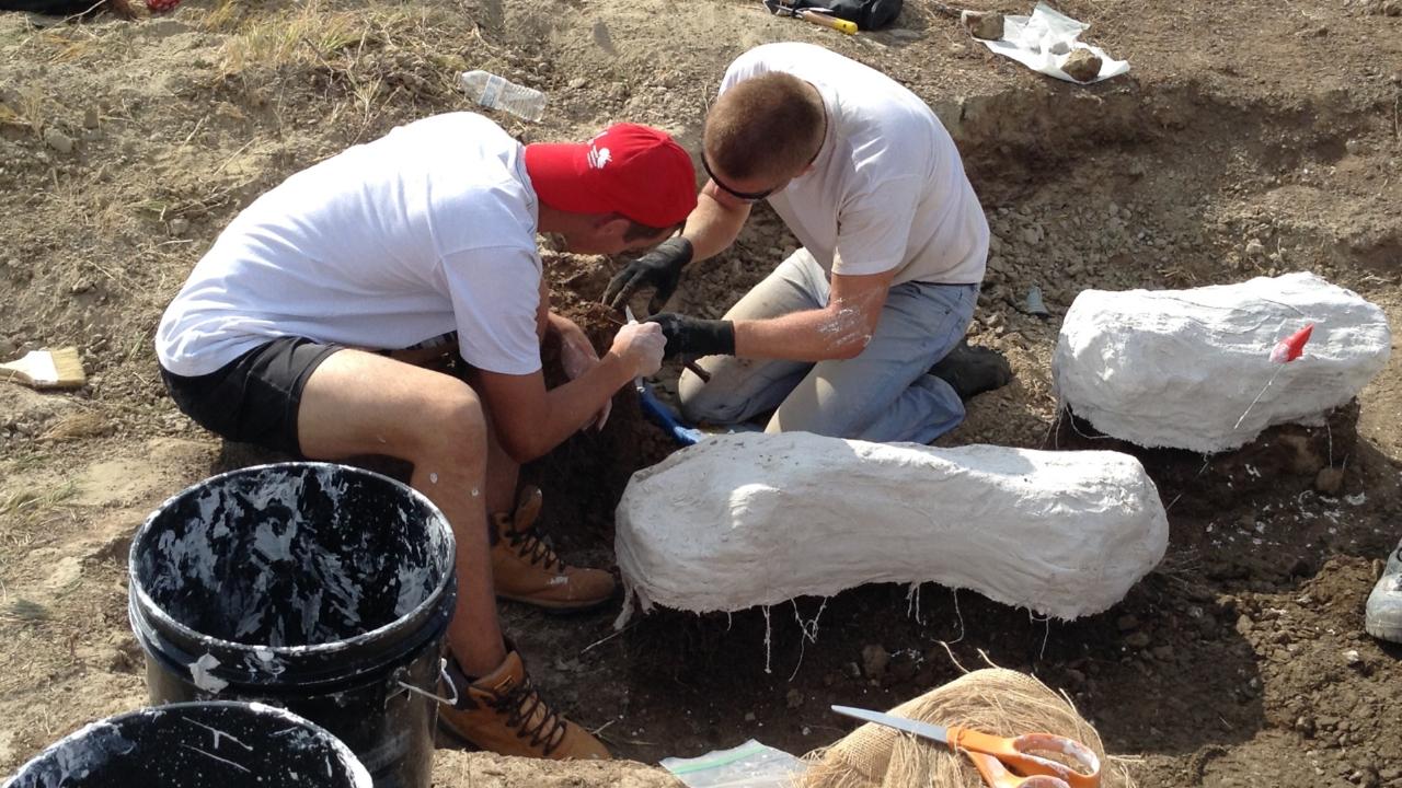 opgraving triceratops