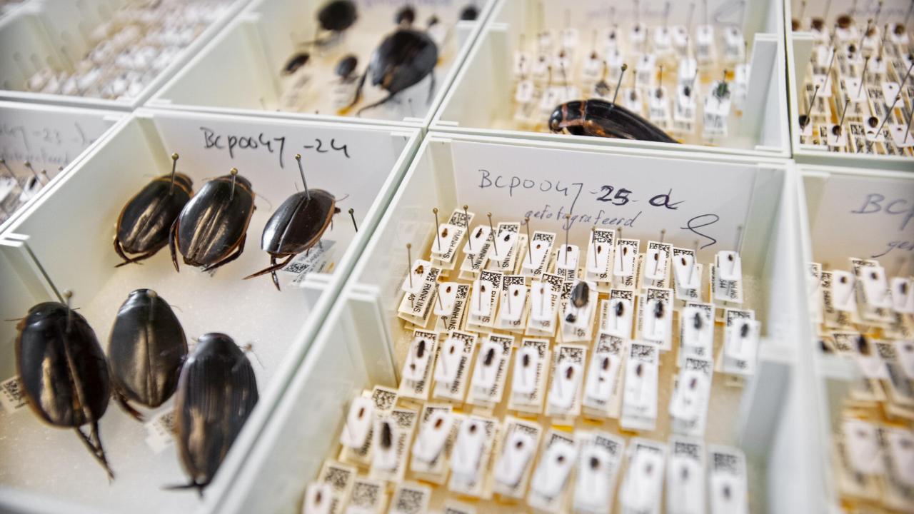 Kevers uit de collectie