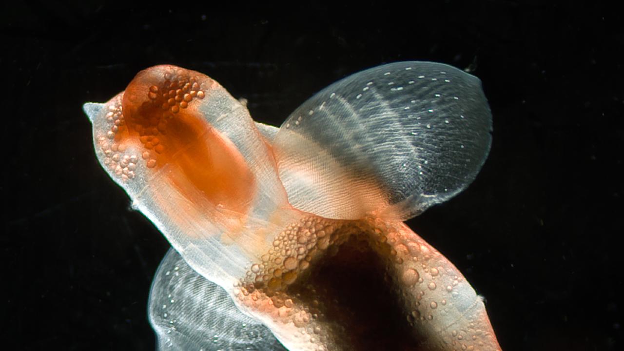 Pteropods