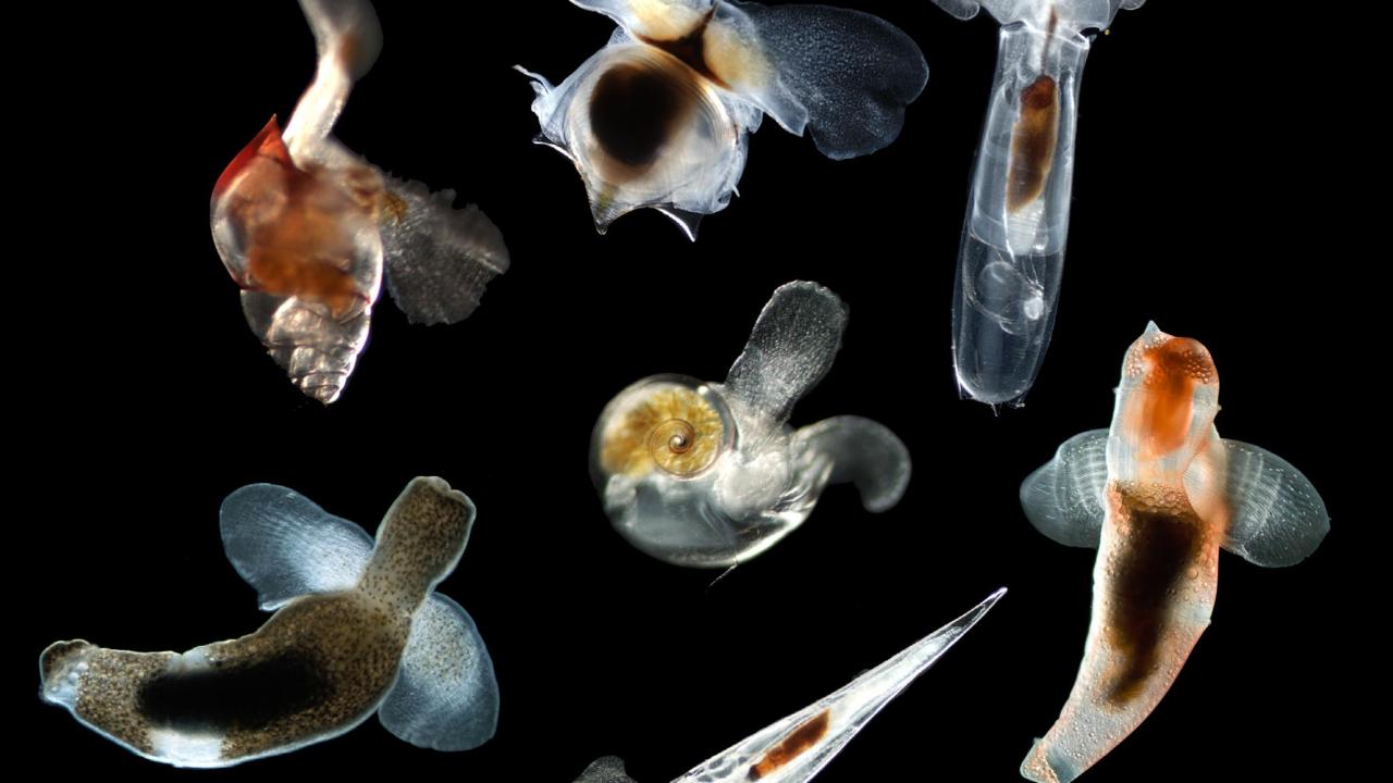 Beelden van verschillende vleugelslakken, waaronder vijf zee-vlinders (met schelpen) en twee zee-engeltjes.