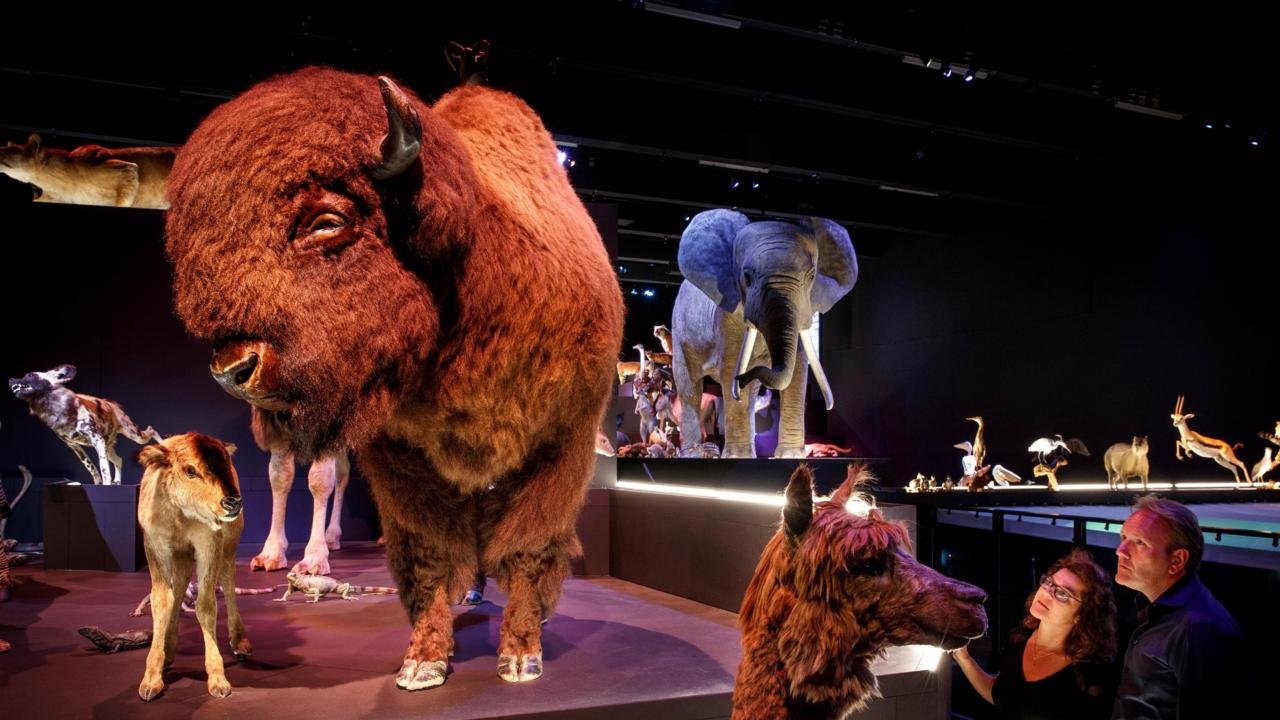 A bison in the Life gallery