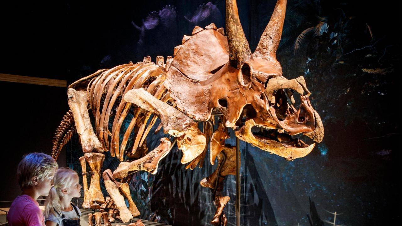 Triceratops in Naturalis
