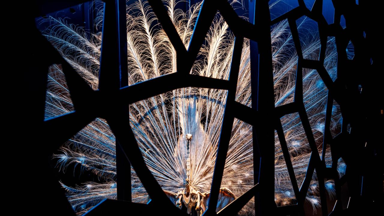 Skeleton of a peacock
