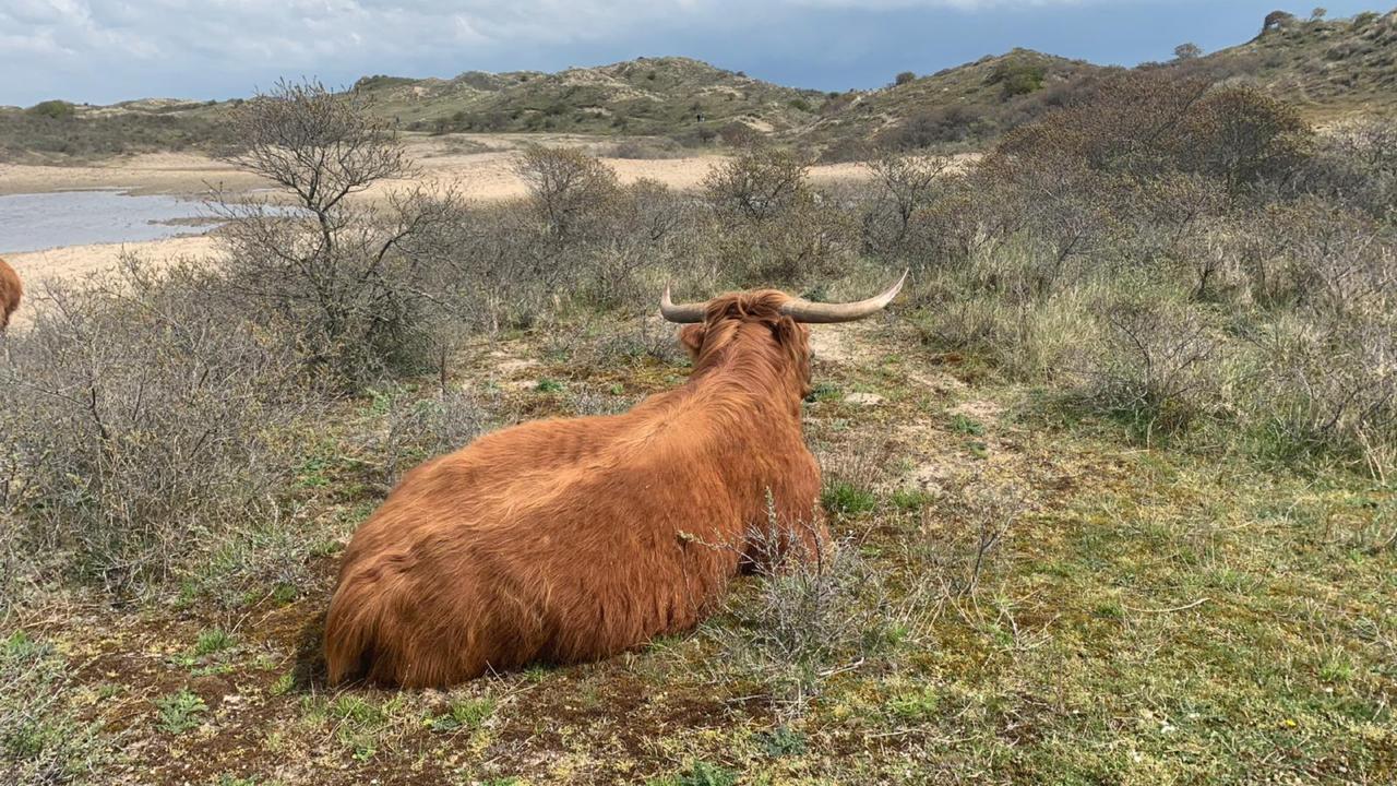 Natuurgebied Staatsbosbeheer