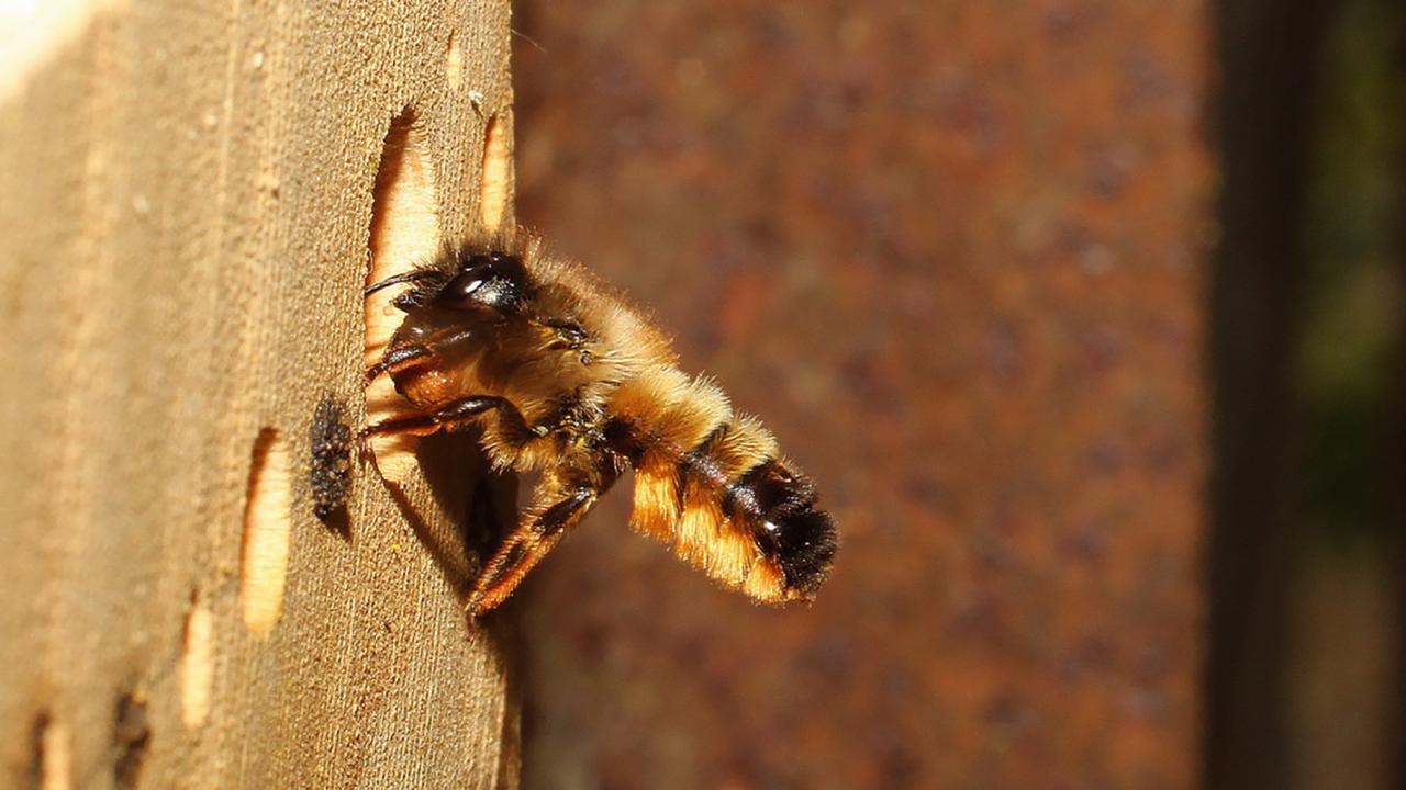 Osmia bicornis
