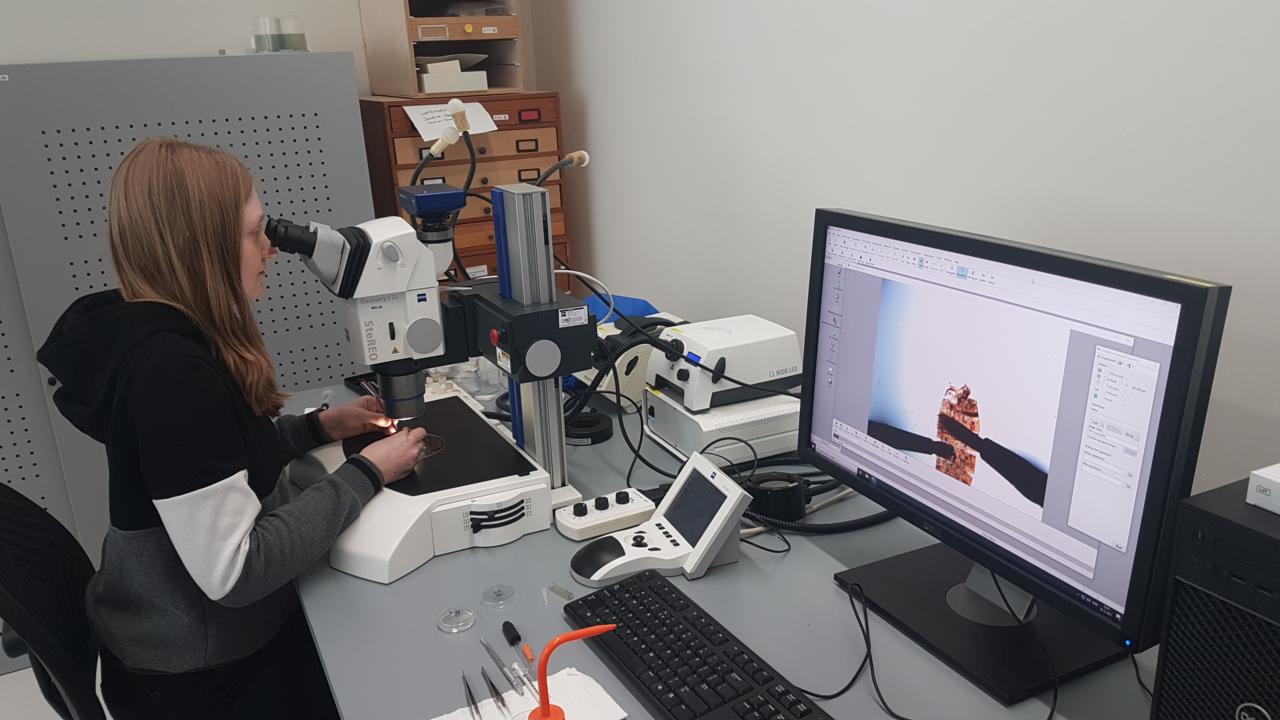 Noortje werkt aan de Birdwing-vlinders