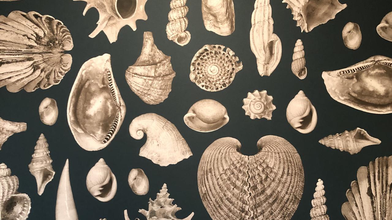 Shell fossils