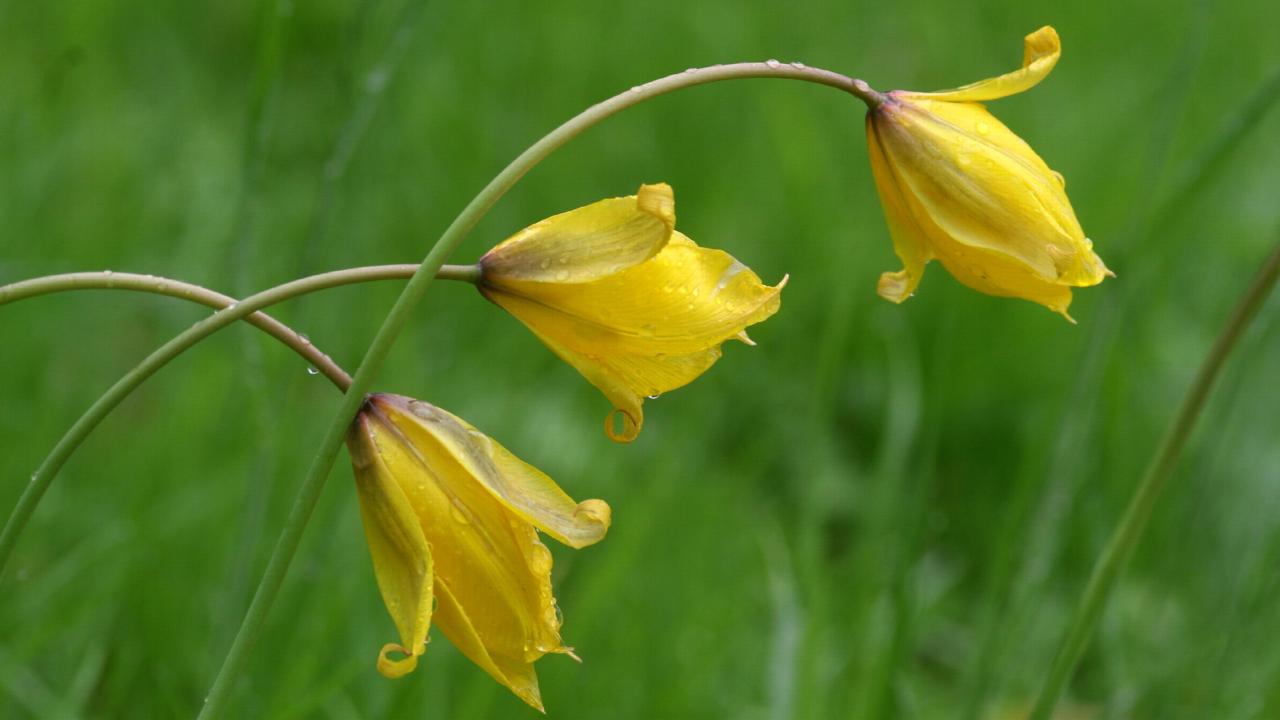 Tulipa sylvestris in Martenastate Friesland