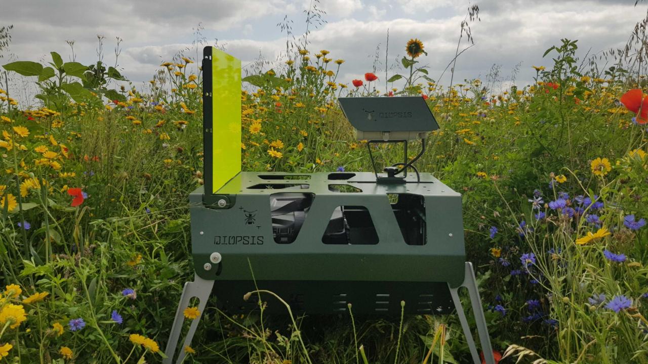 Diopsis camera in the field