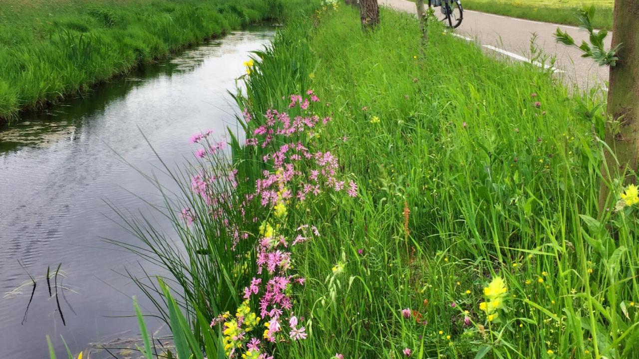 Bloemrijke oever
