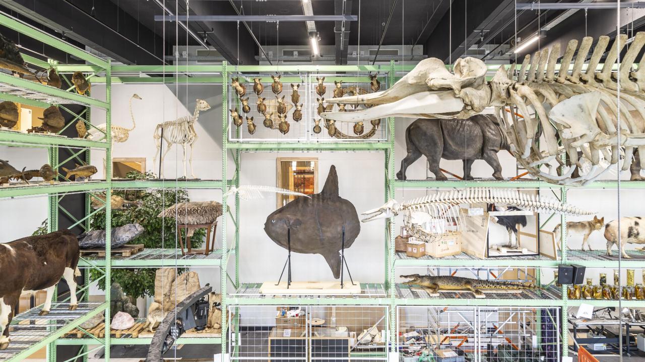 Collection in LiveScience