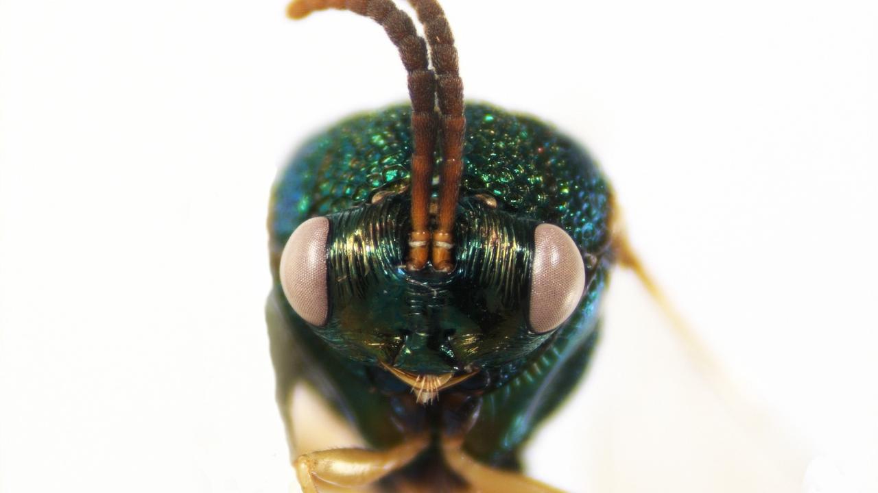 Stilbula cyniformis from Hymenoptera collection (RMNH.INS.108880)