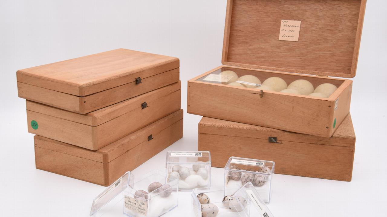 Geschonken collectie eieren