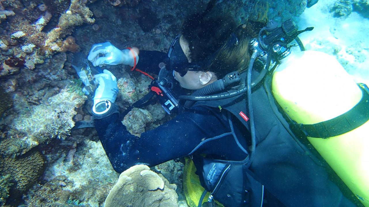 Nicole de Voogd onderzoekt sponzen