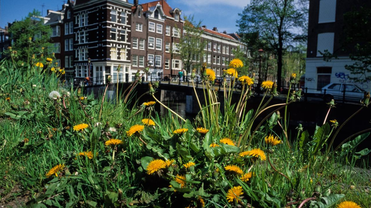 Paardenbloemen in de stad