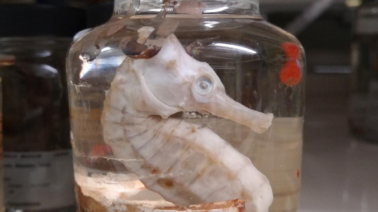 Zeepaardje in collectiepot