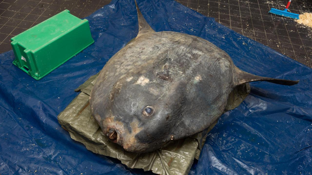 ocean sunfish photo tjitske