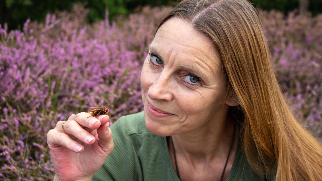 Met een Europese hoornaar (Vespa crabro)