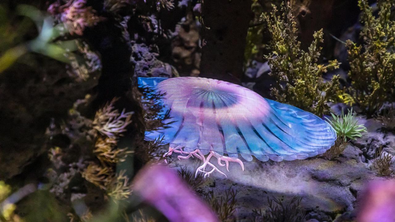 Pepper's ghost zaal Evolutie met bezoeker