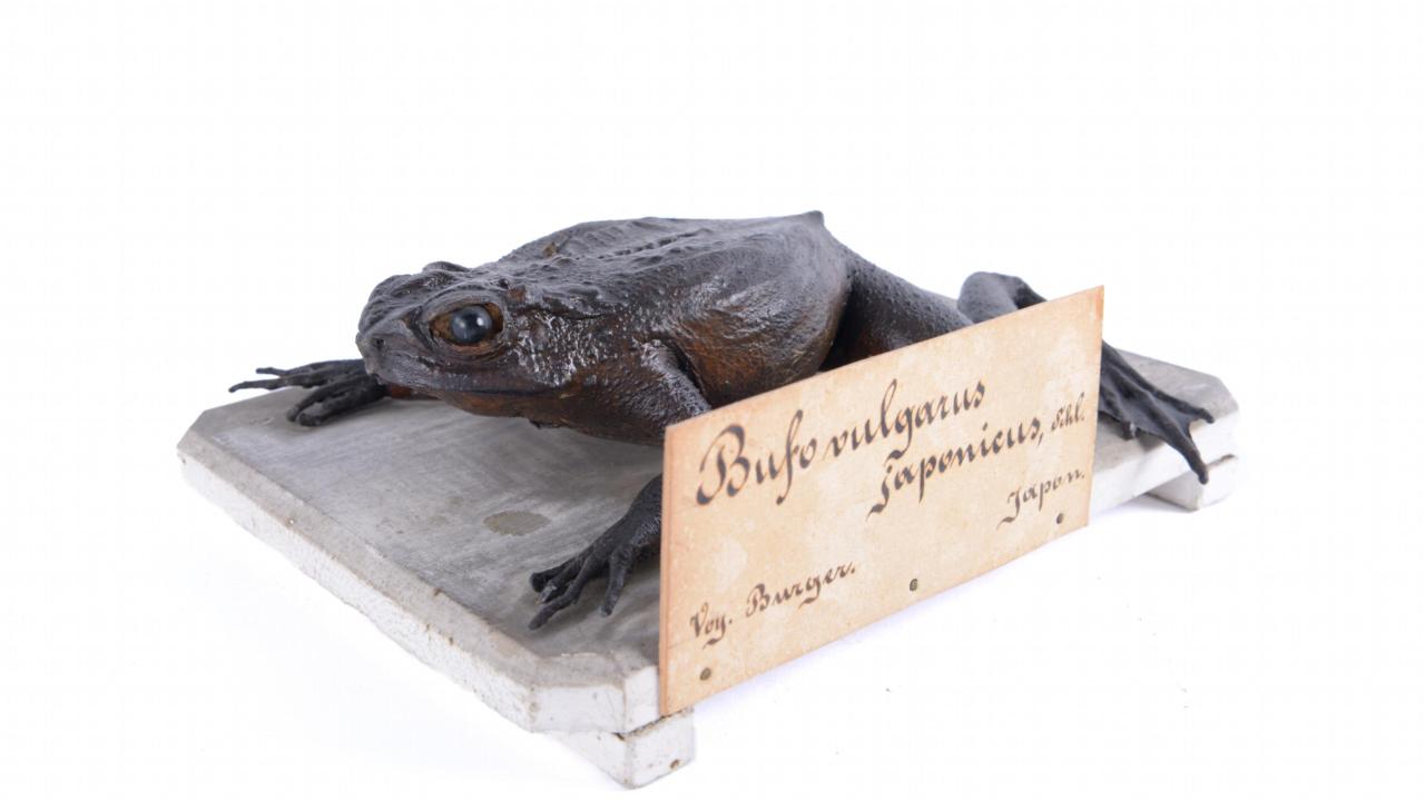 Bufovulgaris japonicus 