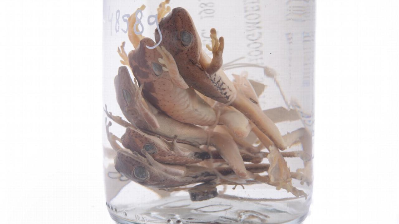 Kikkers op sterk water